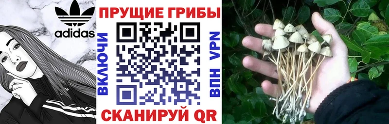 Купить закладки  Сковородино  Галлюциногенные грибы Psilocybe 